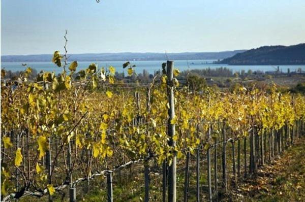 Koczor Winery & Guesthouse Balatonfured Exterior photo